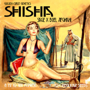 Shisha F1 (Sage x BOEL Afghani) 10 Regular Seeds
