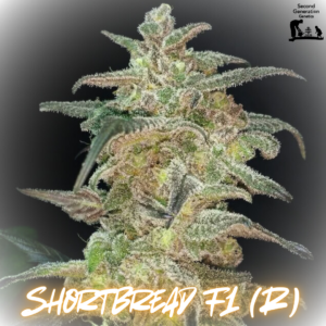 Shortbread F1 (Lambsbread Sour Diesel x DJ Short F4 Blueberry) 13 Regular Seeds