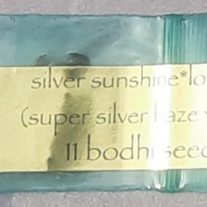 Bodhi Seeds Silver Sunshine 11 Regular Seeds