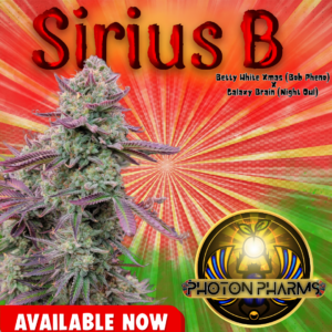 Sirius B Auto 5 Feminized Autoflower Seeds