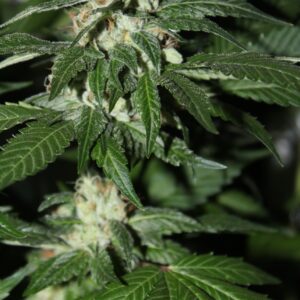 Skunk Haim F1 11 Regular Seeds