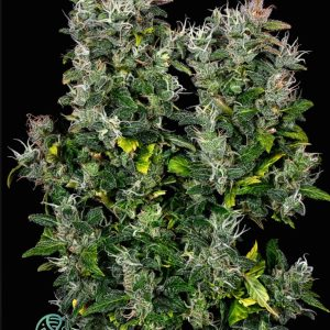 Skunk Killerz F1 10 Feminized Seeds