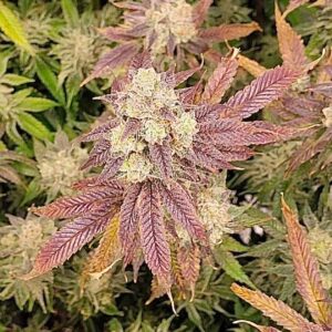 Skunk Walker OG F1 (Dog Walker OG x Alani Skunk) 6 Feminized Seeds