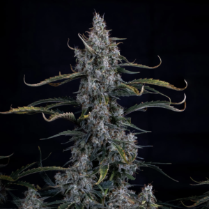 Skystomper 2.0 F3 Auto 3 Feminized Autoflower Seeds