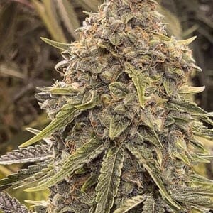 Skywalker OG BX1 (Skywalker OG F1 x Skywalker OG F6) 5 Feminized Autoflower Seeds