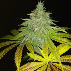 Smooth Criminal (Alaskan Thunder Fuck  x Mob Boss x Katsu Bubba Kush x 90's Hashplant) 5 Feminized Seeds