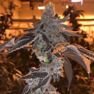 Snak (Sunset Sherbert x Gelato 41 RVSD) 8 Feminized Seeds