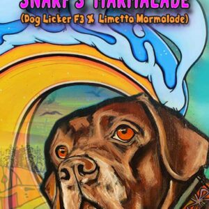 Snarf's Marmalade (Dog Licker F3 x Limetta Marmalade) 3 Feminized Seeds