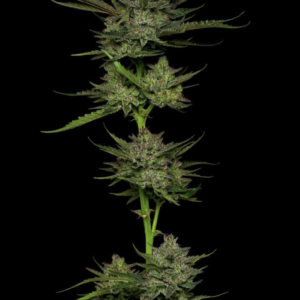 Sour Apple Auto 5 Feminized Autoflower Seeds