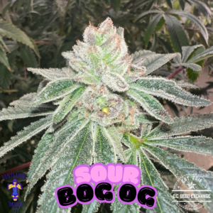 Sour Bog OG F1 20+ Regular Seeds