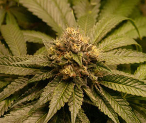 Sour Bubba F1 (East Coast Sour Diesel x Pre-98 Bubba Kush) 6 Feminized Seeds