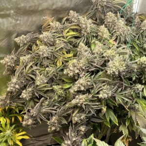 Sour Diesel IBL 10 Regular Seeds