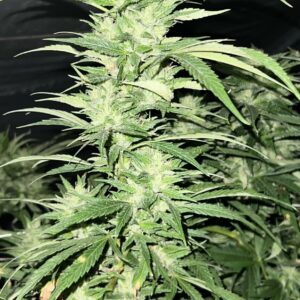 Sour Diesel IBL (Sour Diesel x Sour Diesel) 10 Regular Seeds