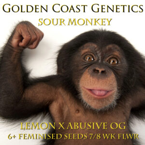 Sour Monkey S1 (Abusive OG x The Lemon) 6 Feminized Seeds