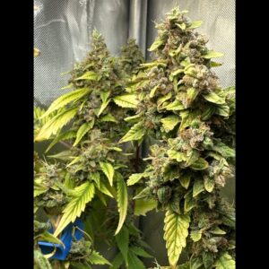 Sour OG Mango F1 10 Regular Seeds