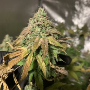 Sour Sasquatch F1 (Gorilla Glue #4 x Sour Diesel) 10 Regular Seeds