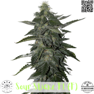 Sour Stickz F1 (Sour Chem x Sensi 13) 12 Feminized Seeds