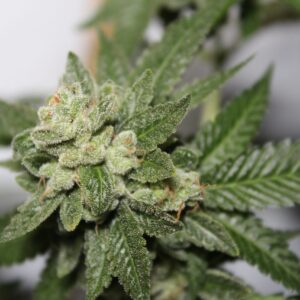 Sour Wonder F1 10 Feminized Seeds
