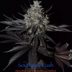 Southpaw Kush F1 13 Regular Seeds