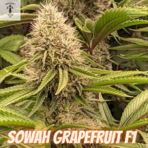 Sowah Grapefruit F1 ([New York Candy Orange x Gorilla Bubble] x Sour Diesel BX4) 10 Regular Seeds