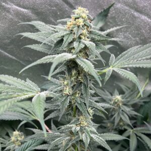 Space Madness F1 (Ohio Death Star x Sensi Star) 10 Regular Seeds
