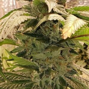Spaced Invader (Aliendawg F5 x Pestilence) 7 Feminized Seeds