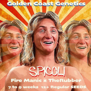 Spicoli F1 (Fire Manic X The Rubber) 12 Regular Seeds