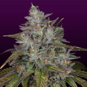 Stank Cake F1 (Vanilla Frosted Cake X Romulan) 12 Regular Seeds