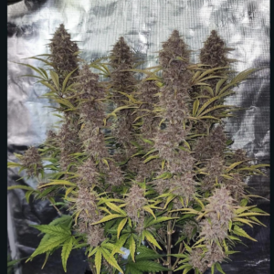 Star Fox & Moth Man F1 3 Feminized Autoflower Seeds