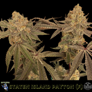 Staten Island Payton S1 (Staten Island Chem x Gary Payton) 6 Feminized Seeds