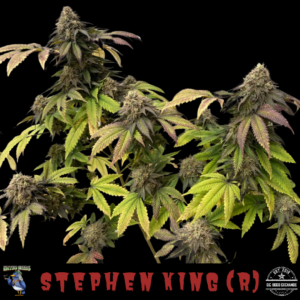 Stephen King (NYC White Widow x Sour Diesel) 10 Regular Seeds