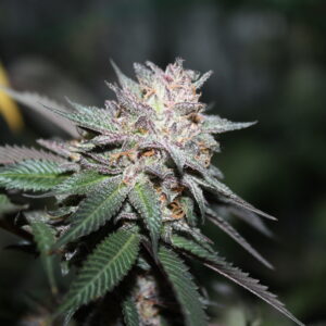 Sterling Unicorn F1 10 Feminized Seeds