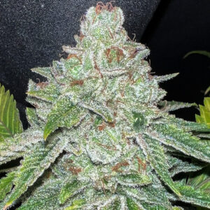 Stop Drop and Roll F1 (San Fernando Valley OG x Chemdog D/98 Bubba Kush) 7 Feminized Seeds