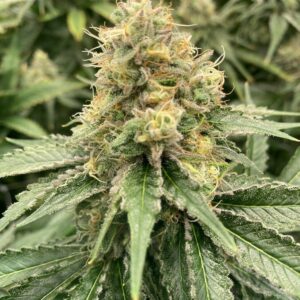 Strawberry Guava Auto F1 (Strawberry Nuggets x Guava Auto) 5 Feminized Autoflower Seeds
