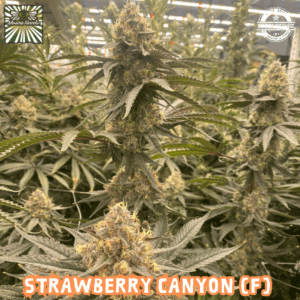 Strawberry Canyon (Topanga Canyon/Mike Larry x Strawberry Yum Yum) 6 Female Seeds