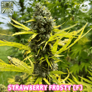 Strawberry Frosty (Ice Berry Gelato-Runtz x Strawberry Yum Yum) 6 Female Seeds