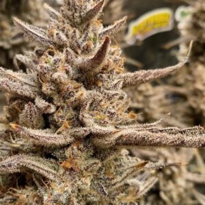 Strawberry Milk and Qookies Remix F1 Auto 3 Feminized Autoflower Seeds