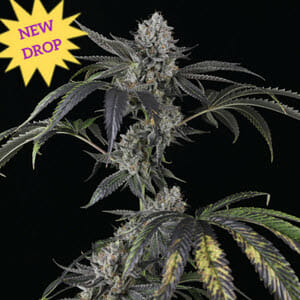 Strawberry Sky Gelly Auto F1 (Strawberry Skywalker x Gelato Auto) 5 Feminized Autoflower Seeds