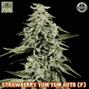 Strawberry Yum Yum Auto F5 (Strawberry Yum Yum x Frosted Zin Auto) 5 Female Autoflower Seeds