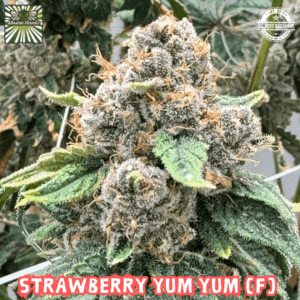Strawberry Yum Yum (Strawberry HashPlant x Strawberry HashPlant) 6 Female Seeds