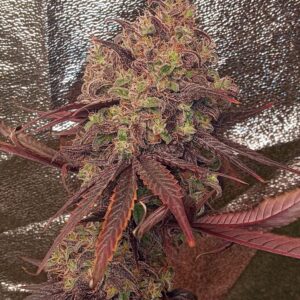 Strawnana GMO x Blackberry GMO F1 10 Regular Seeds