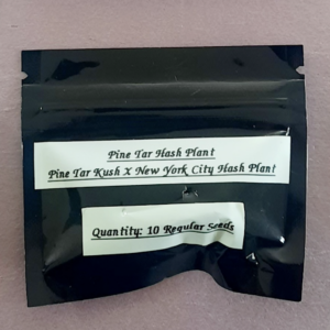 Sun Spot Seeds Pine Tar Hash Plant F1 10 Regular Seeds