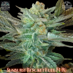 Sunburst Rocket Fuel F1 (Rocket Fuel X Sunburst Lemonade) 10 Regular Seeds