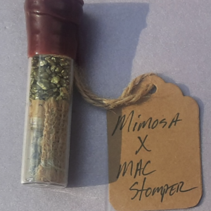 Sunken Treasure Seeds MAC Mosa 12 Regular Seeds