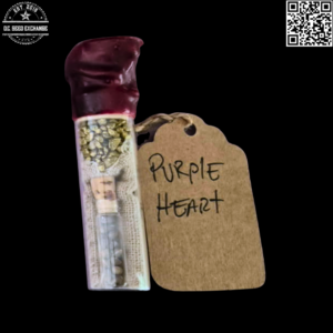 Sunken Treasure Seeds Purple Heart (High School Sweetheart x Mendo Purps) 10 Regular Seeds