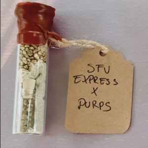 Sunken Treasure Seeds SFV Express x Purps 10 Regular Seeds