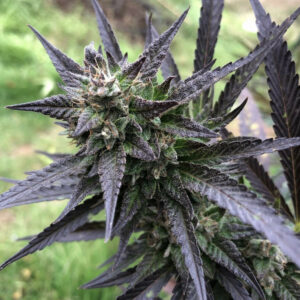 Sunset Sherb Auto (Sunset Sherb Auto f3 x Sunset Sherb Auto f3) 5 Feminized Autoflower Seeds