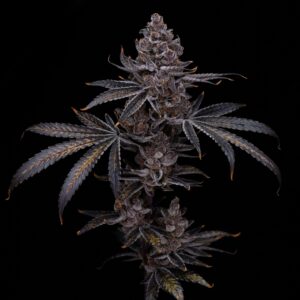 Super Fried Applez (Fried Applez #2 x Superboof) 10 Regular Seeds