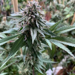 Super Petrol (GMO x GMO/Rocket Fuel) 12 Regular Seeds