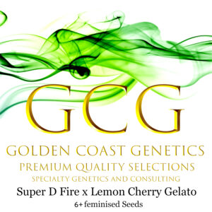 Super D Fire x Lemon Cherry Gelato S1 6 Feminized Seeds